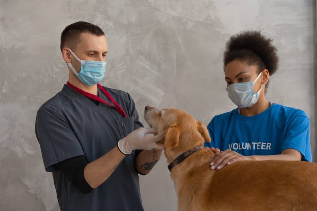 pet insurance dog with vet