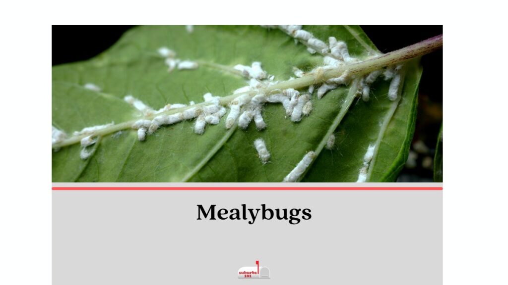Mealybugs