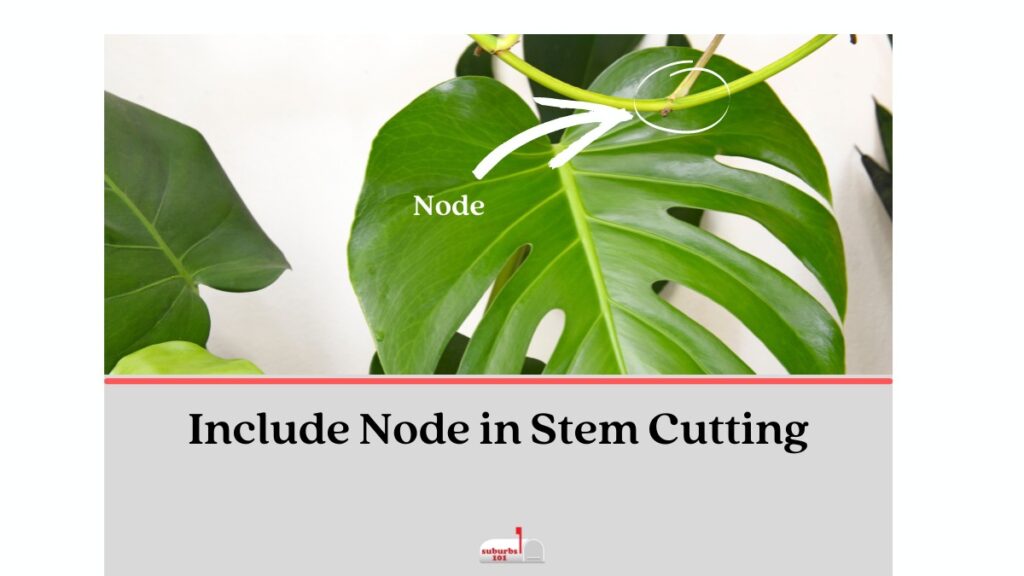 Monstera stem cutting with node