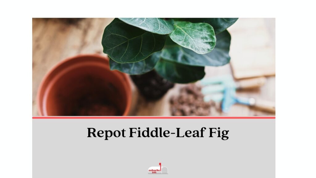 Fiddle Leaf Fig repot