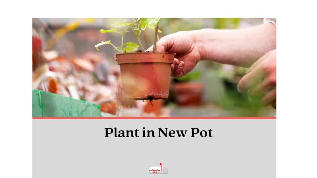 plant in new pot