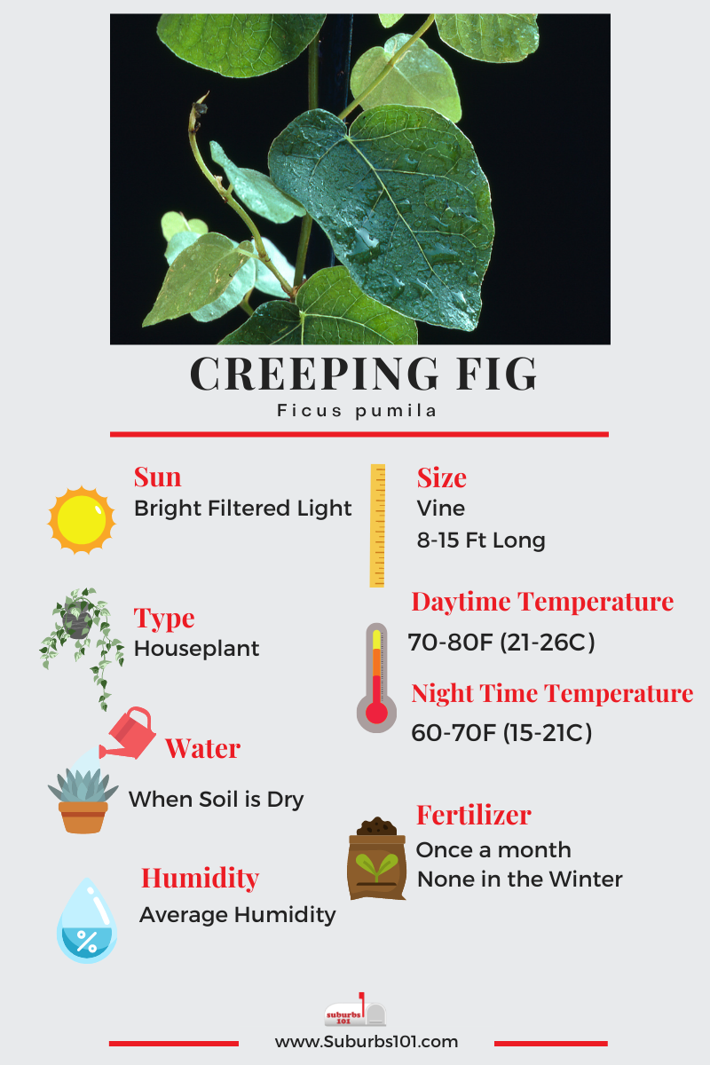 Creeping Fig Infographic