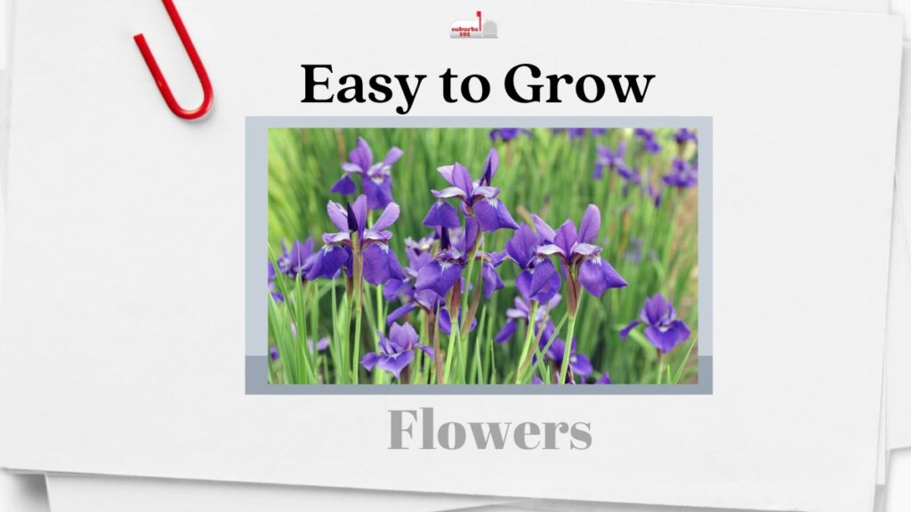 easy to grow flowers