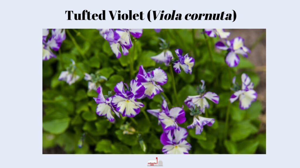 Tufted Violet (Viola cornuta)