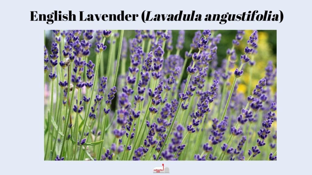 English Lavender (Lavadula angustifolia)