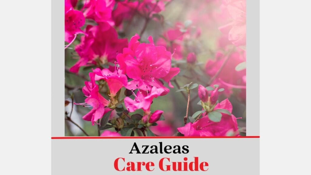 Azaleas How to Care Guide