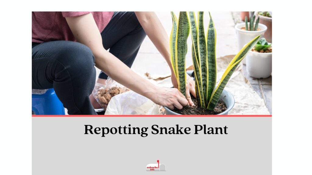 Repotting Snake Plant