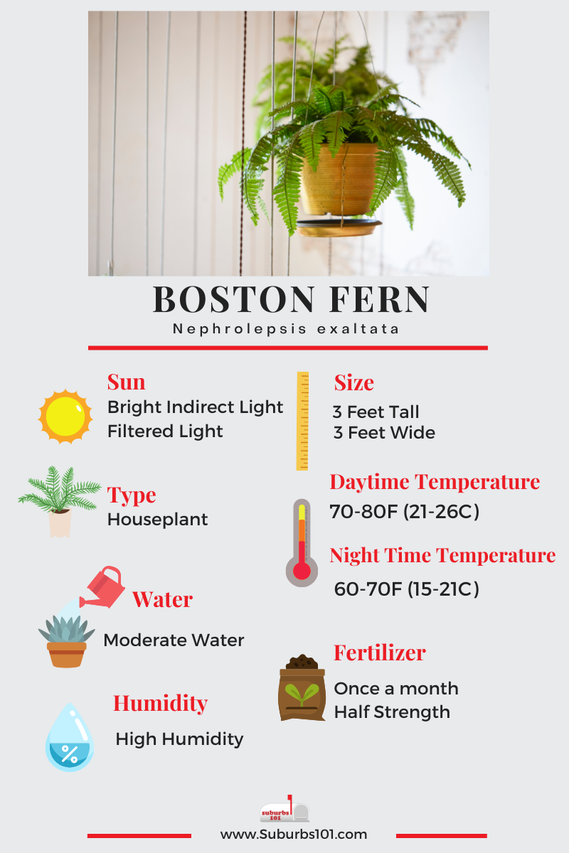 Boston Fern Infographic