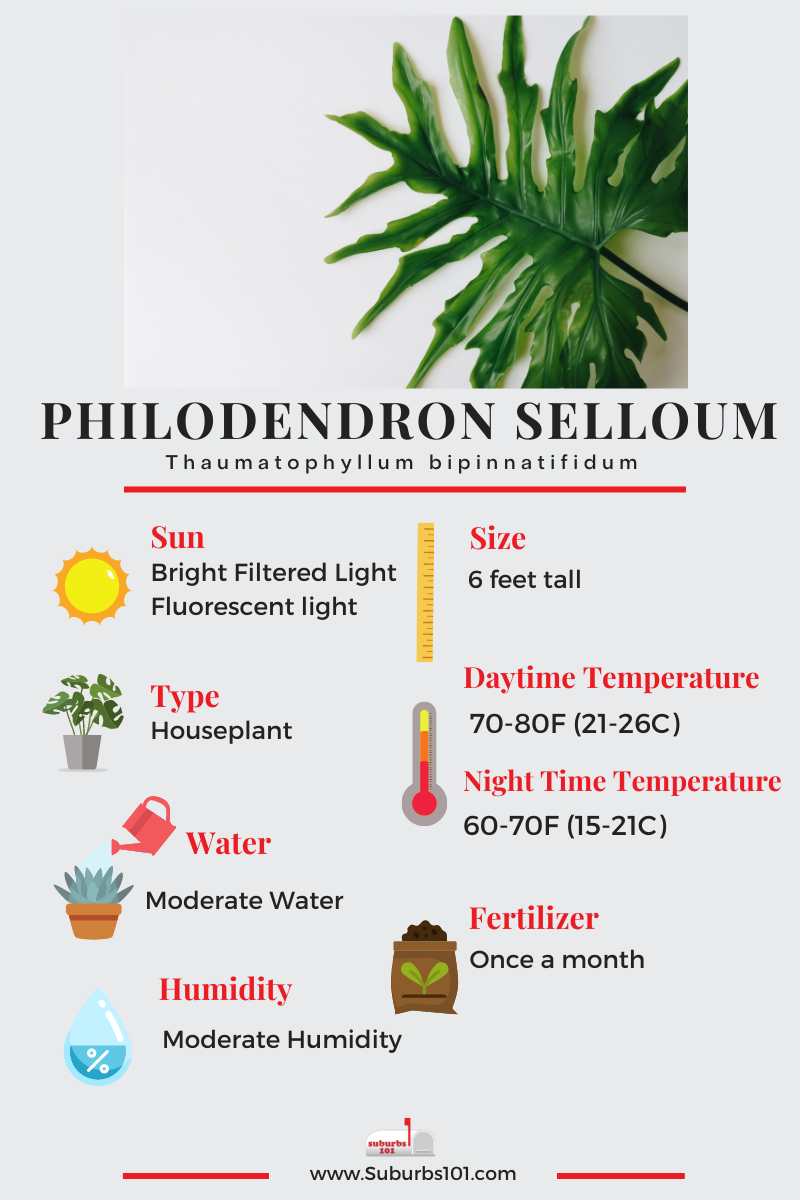 Philodendron Selloum Infographic
