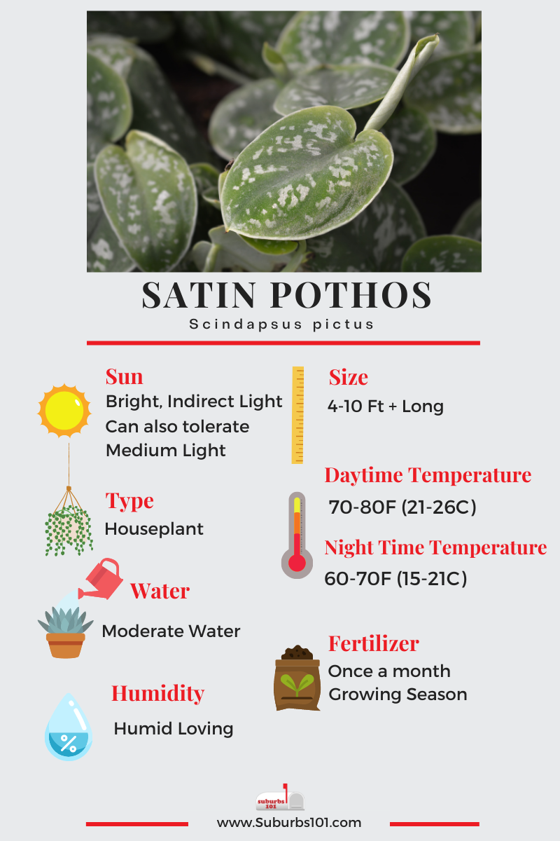 Satin Pothos Infographic
