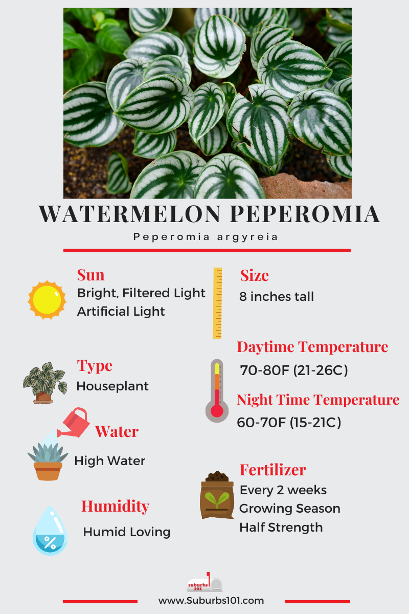 Watermelon Peperomia Infographic