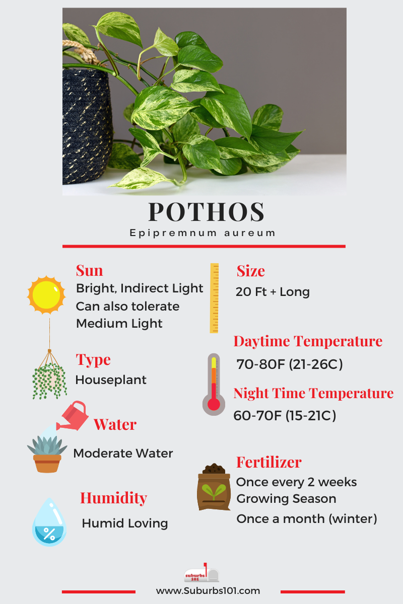 Pothos (Epipremnum aureum) Infographic