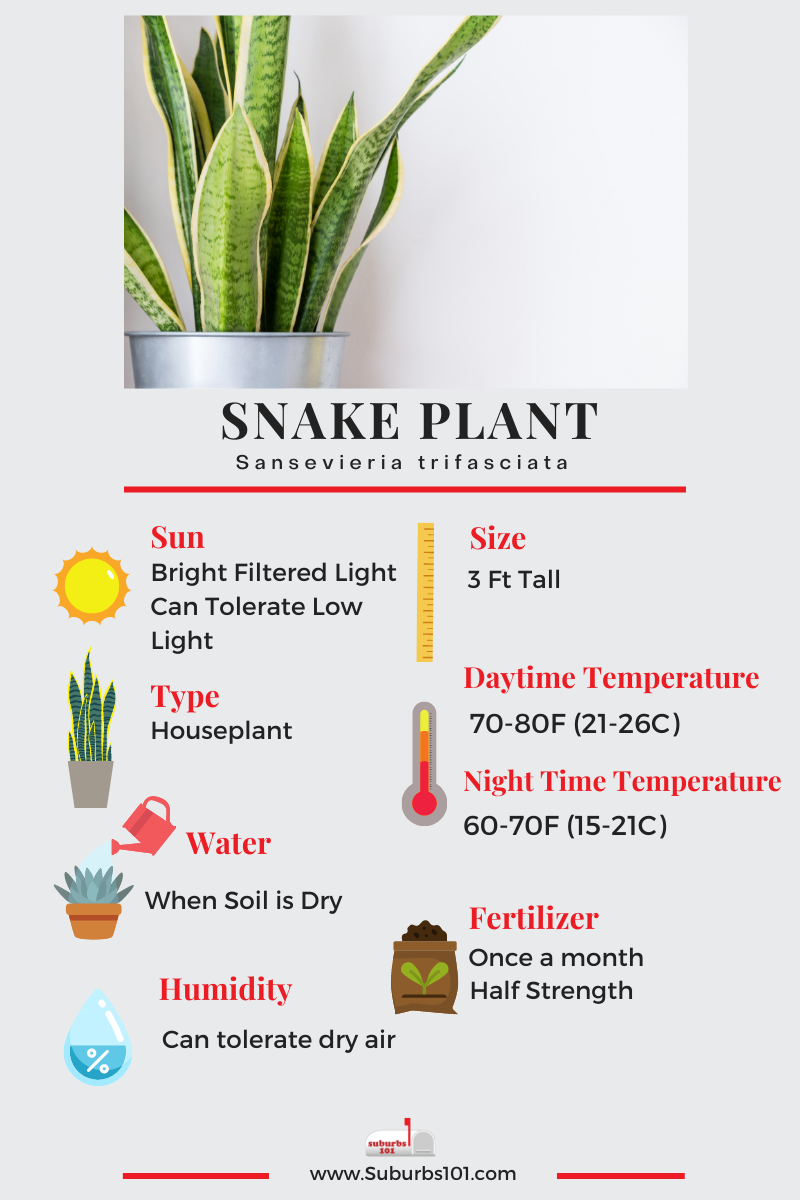 Snake Plant Infographic
