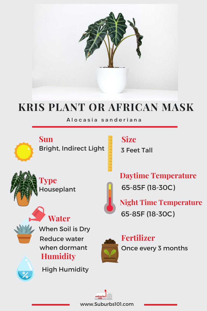 Kris Plant Alocasia sanderiana