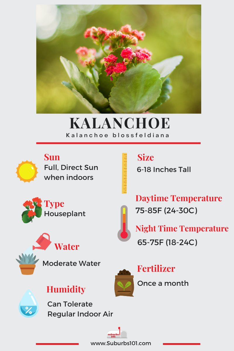 Kalanchoe Infographic