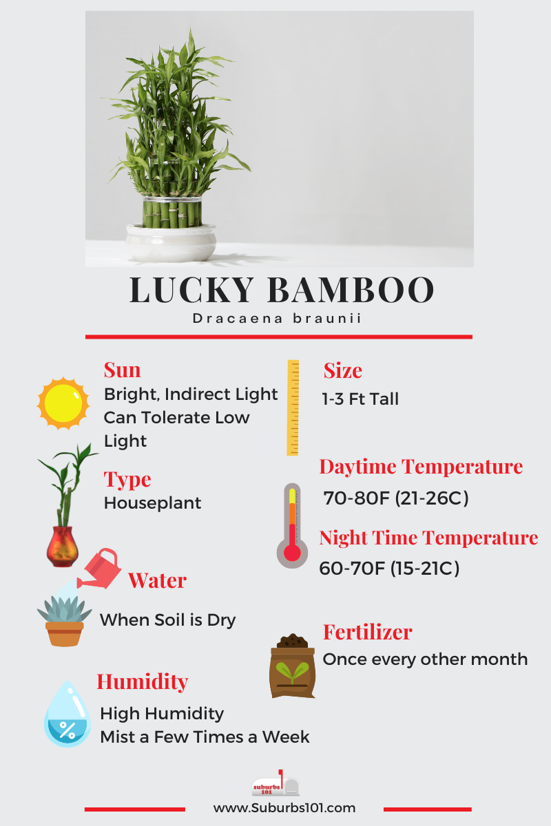 Lucky Bamboo Infographic