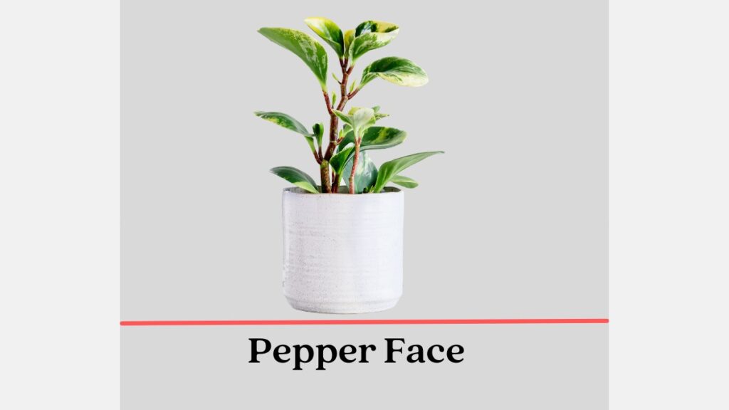 Pepper Face