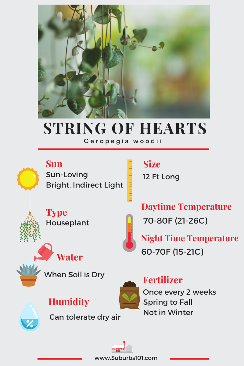 String of Hearts Infographic