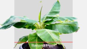 Banana Plant houseplant