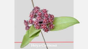 Hoya Carnosa