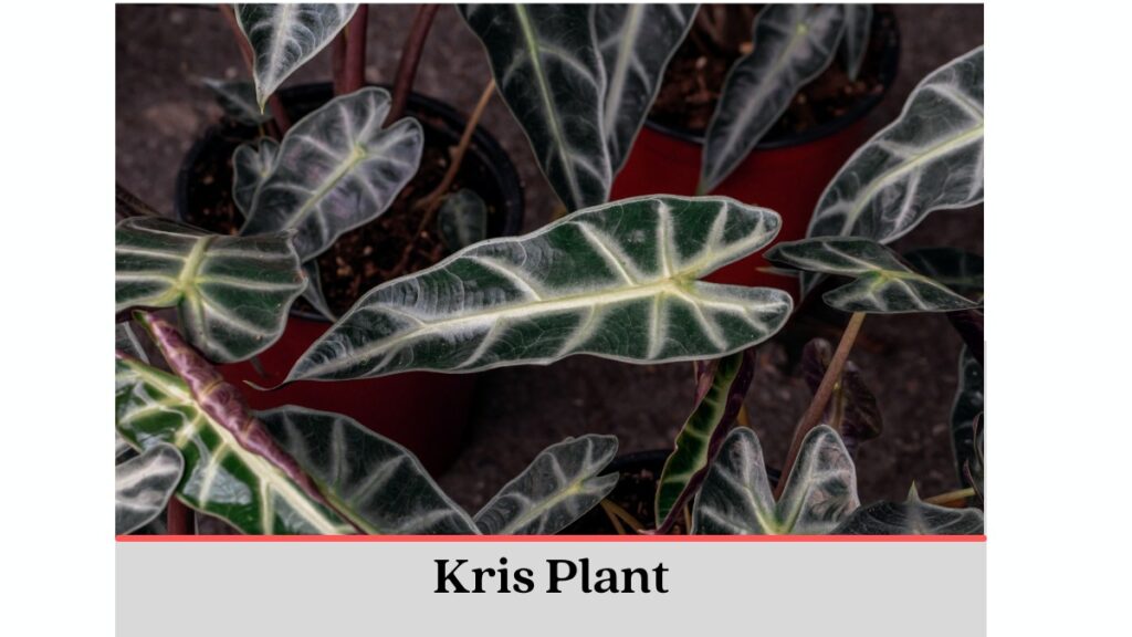Kris Plant