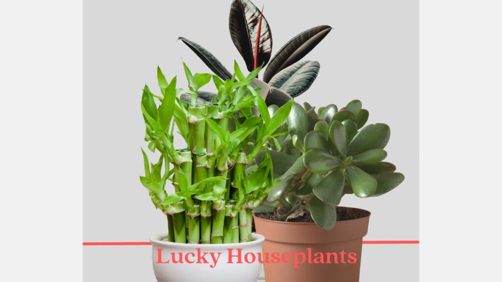 Lucky Houseplants