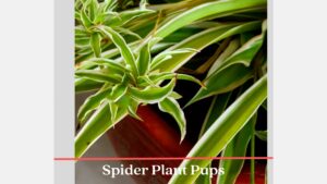 Spider Plant Pups