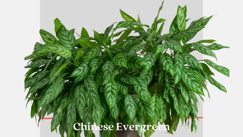 Chinese Evergreen (Aglaonema)