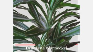 Dracaena deremensis Warneckei Houseplant