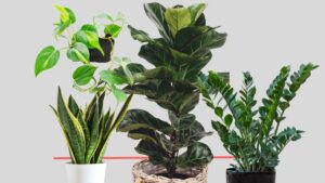Indoor Plants Poisonous to dogs