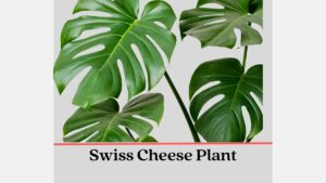 Swiss Cheese Plant