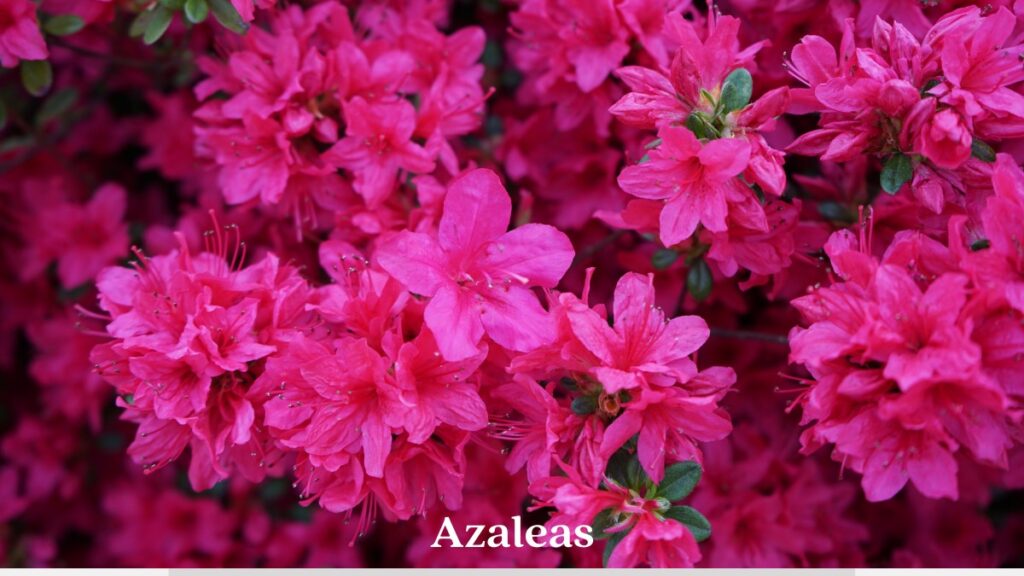 azaleas