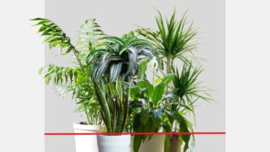 Air Purifying Plant to remove formaldehyde