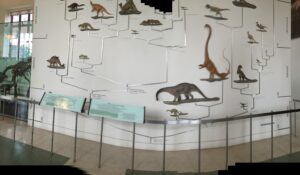 American Natural History Museum